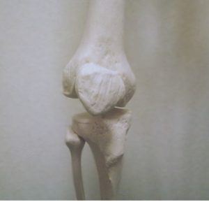 膝の構造について