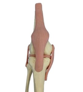 膝の構造について2