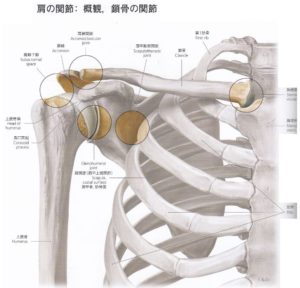 肩関節構造