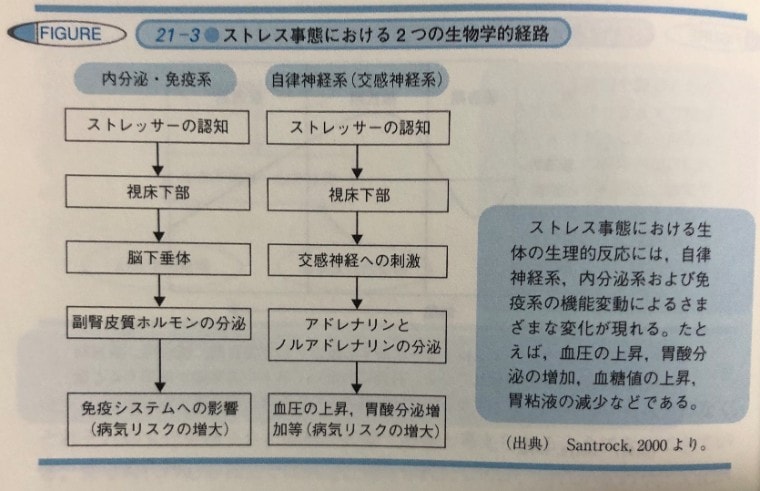 ストレス事態における2つの生物学的戦略